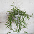 Hoya tsangii (odetteae) - Plantsmith | Indoor Plants Melbourne